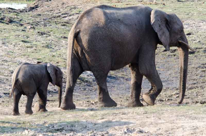 30 - Botswana - elefantes - parque nacional de Chobe